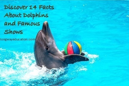 Discover 14 Facts About Dolphins and Famous Shows